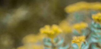 Rhodiola rosea – niezwykłe zioło górskie