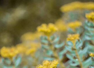 Rhodiola rosea – niezwykłe zioło górskie