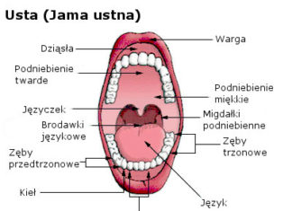 Dlaczego warto zadbać o profilaktykę chorób przyzębia?