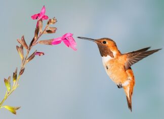 Jak zrobić nektar dla kolibrów?