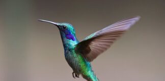 Jak zwabić kolibra?