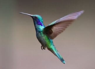 Jak zwabić kolibra?